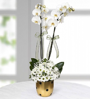 Gold Vazoda 2li Beyaz Orkide ve Beyaz Papatyalar